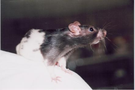 ratalbum1