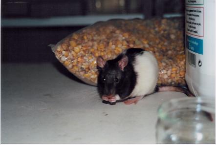 ratalbum2